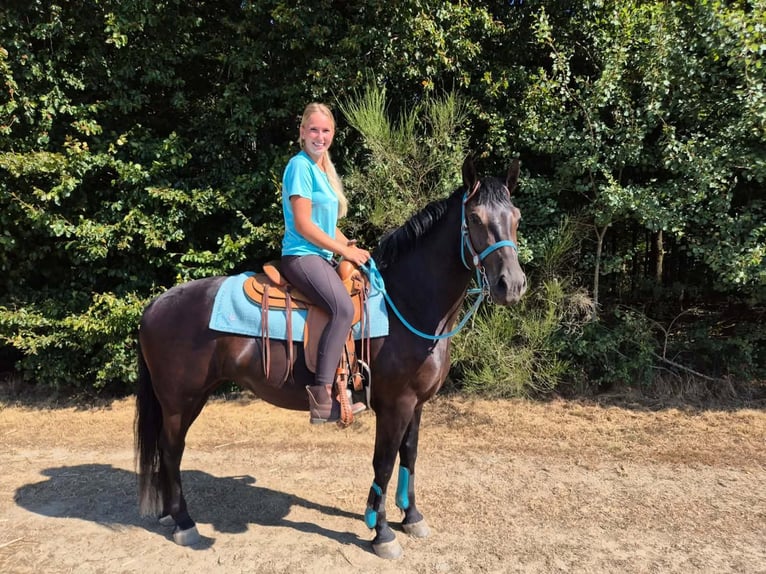 Más caballos centroeuropeos Yegua 3 años 158 cm Negro in Linkenbach