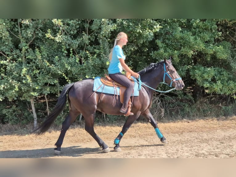 Más caballos centroeuropeos Yegua 3 años 158 cm Negro in Linkenbach