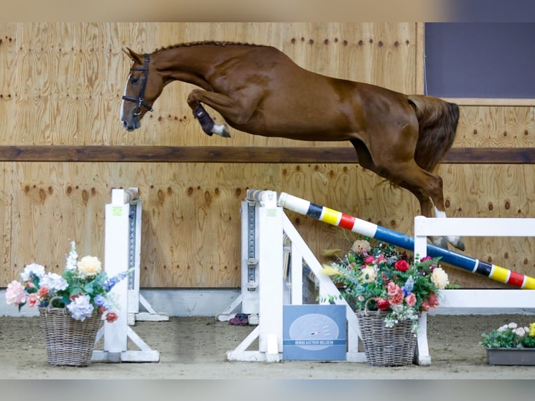 Más caballos centroeuropeos Yegua 3 años 162 cm Alazán in Kinrooi