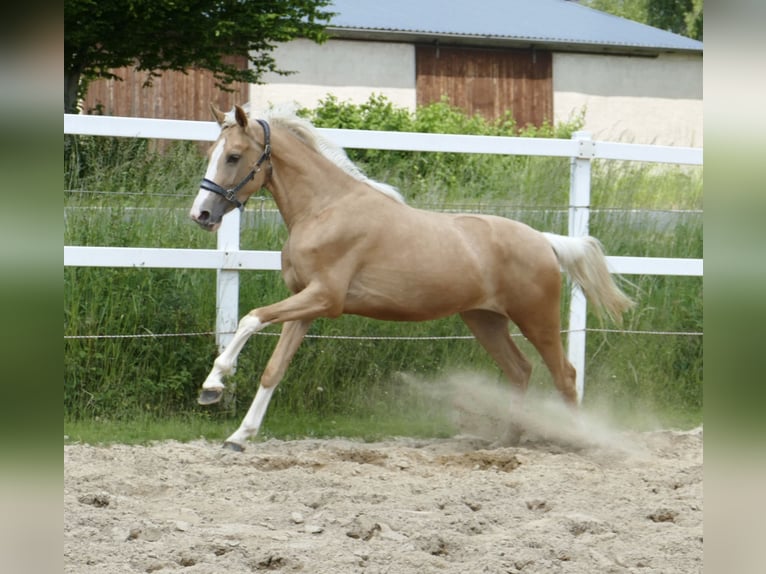 Más caballos centroeuropeos Yegua 3 años 162 cm Palomino in Borgentreich