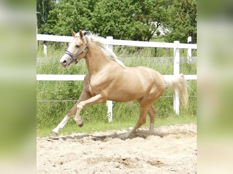Más caballos centroeuropeos Yegua 3 años 162 cm Palomino in Borgentreich