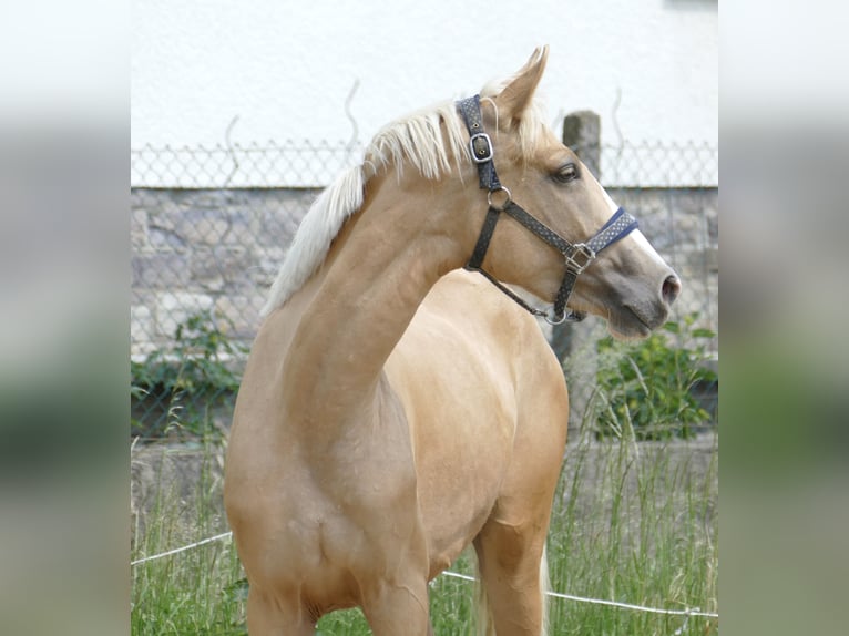 Más caballos centroeuropeos Yegua 3 años 162 cm Palomino in Borgentreich