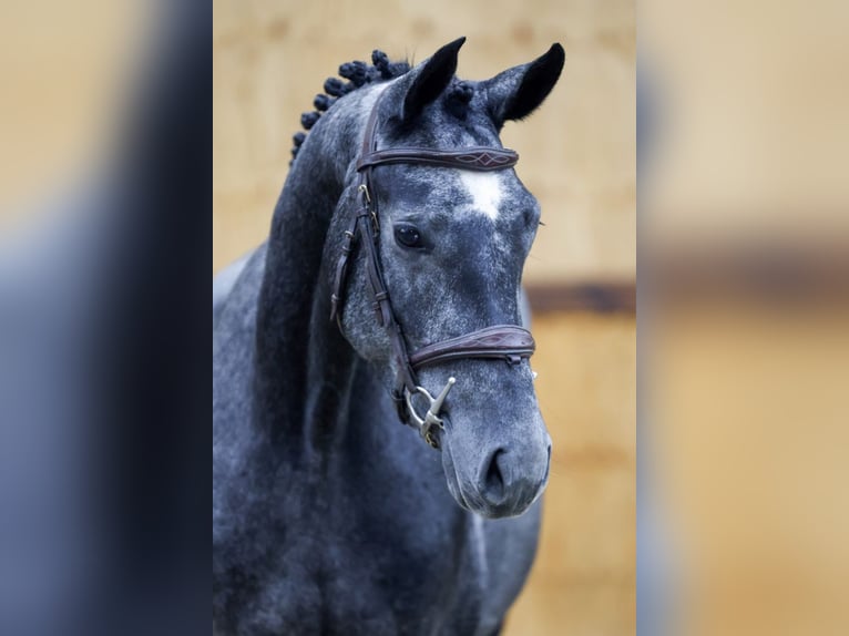 Más caballos centroeuropeos Yegua 3 años 162 cm Tordo in Kinrooi