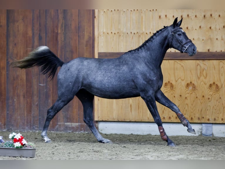 Más caballos centroeuropeos Yegua 3 años 162 cm Tordo in Kinrooi