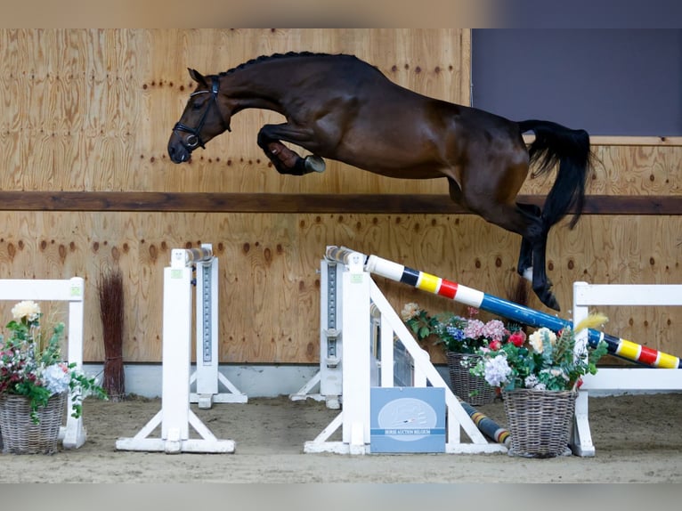 Más caballos centroeuropeos Yegua 3 años 165 cm Castaño in Kinrooi