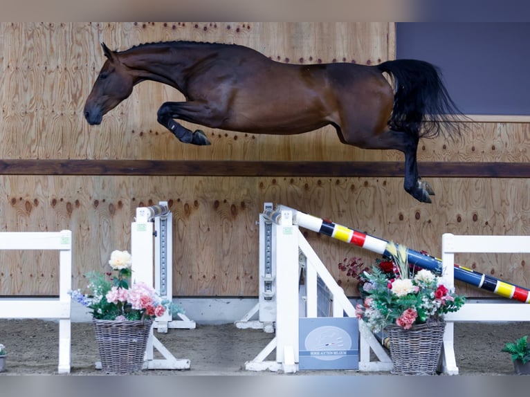 Más caballos centroeuropeos Yegua 3 años 165 cm Castaño in Kinrooi