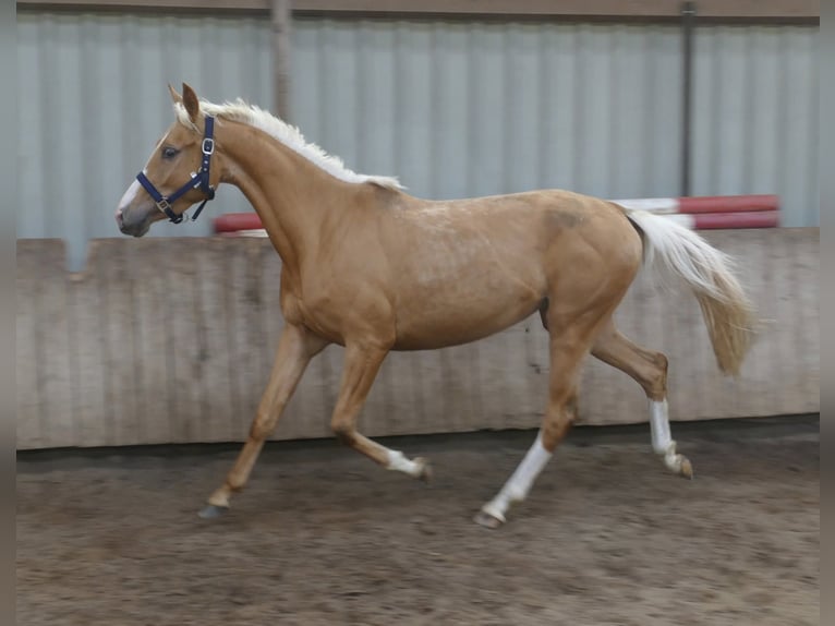 Más caballos centroeuropeos Yegua 3 años 165 cm Palomino in Borgentreich