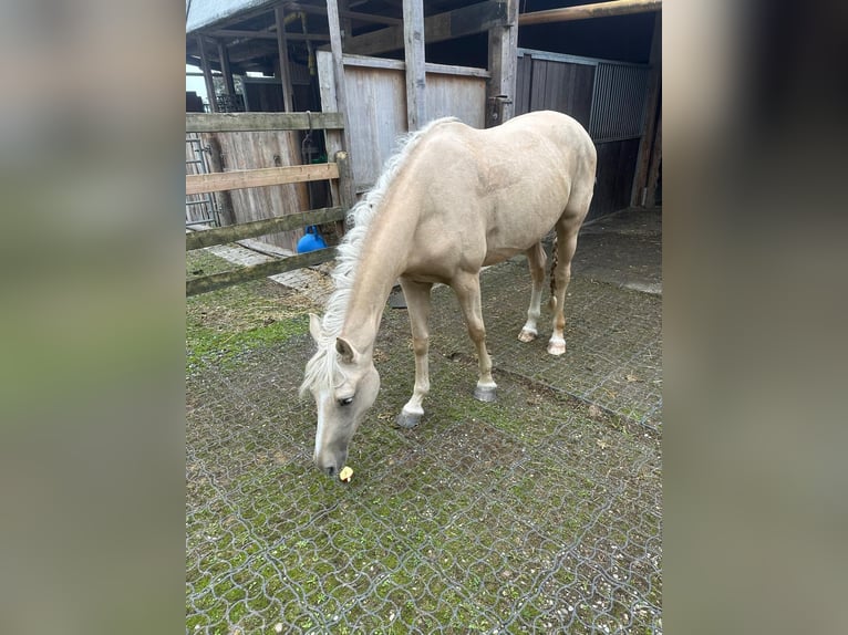 Más caballos centroeuropeos Yegua 3 años 165 cm Palomino in Hörhausen Más caballos centroeuropeos Yegua 3 años 165 cm Palomino in Hörhausen