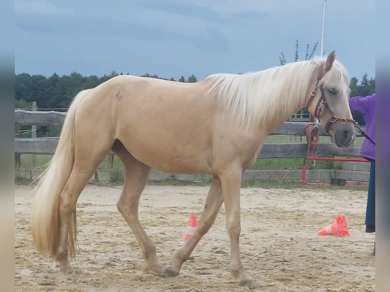 Más caballos centroeuropeos Yegua 3 años 165 cm Palomino in Hörhausen Más caballos centroeuropeos Yegua 3 años 165 cm Palomino in Hörhausen