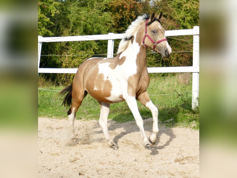 Más caballos centroeuropeos Yegua 3 años 166 cm Pío in Borgentreich