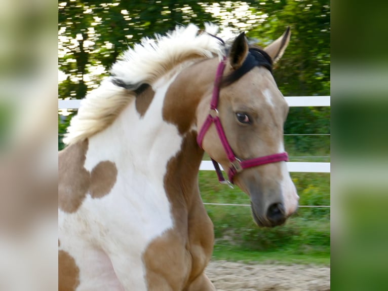 Más caballos centroeuropeos Yegua 3 años 166 cm Pío in Borgentreich