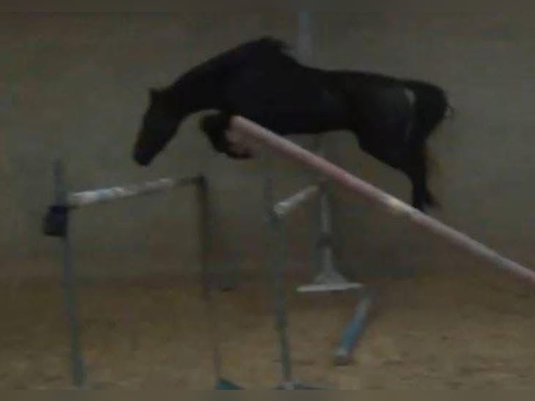 Más caballos centroeuropeos Yegua 3 años 167 cm Negro in Békéscsaba