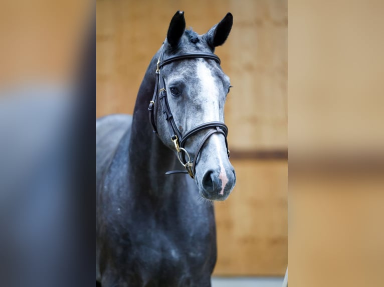 Más caballos centroeuropeos Yegua 3 años 167 cm Tordo in Kinrooi