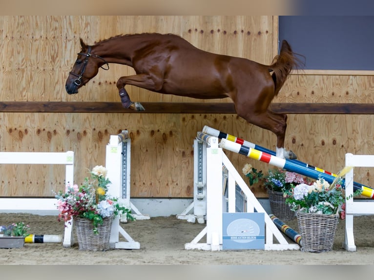 Más caballos centroeuropeos Yegua 3 años 168 cm Alazán in Kinrooi