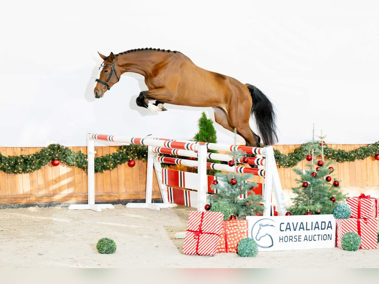 Más caballos centroeuropeos Yegua 3 años 168 cm Castaño in Poznań