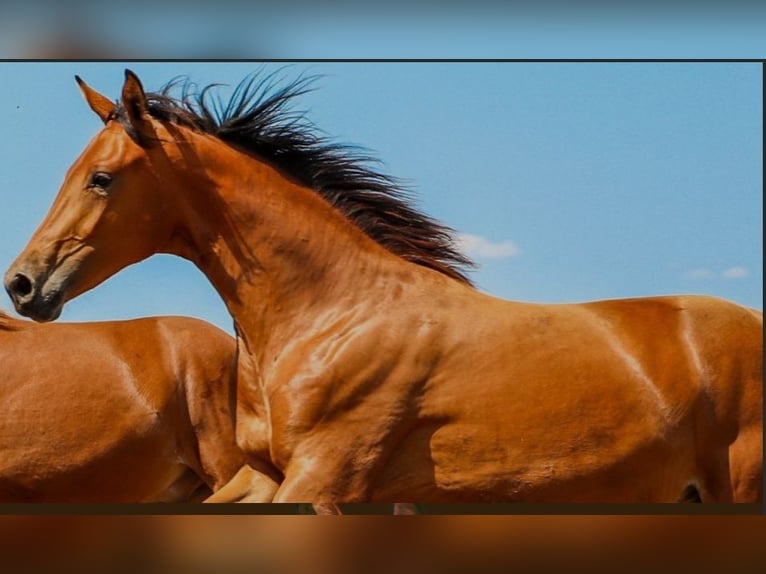 Más caballos centroeuropeos Yegua 3 años 168 cm Castaño claro in Willich