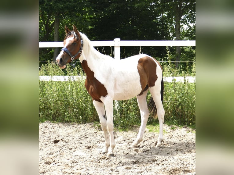 Más caballos centroeuropeos Yegua 3 años 168 cm Pío in Borgentreich