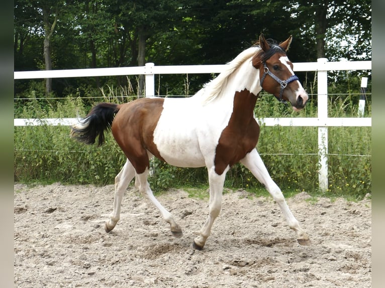 Más caballos centroeuropeos Yegua 3 años 168 cm Pío in Borgentreich