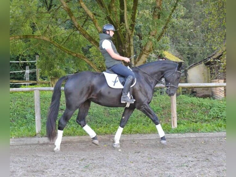 Más caballos centroeuropeos Yegua 3 años 173 cm Negro in Wellheim