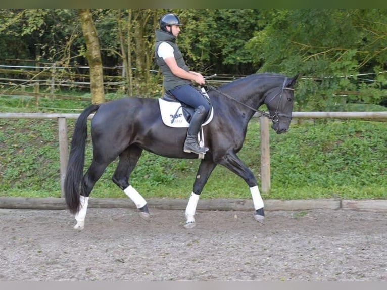 Más caballos centroeuropeos Yegua 3 años 173 cm Negro in Wellheim