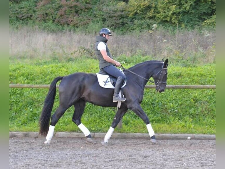 Más caballos centroeuropeos Yegua 3 años 173 cm Negro in Wellheim