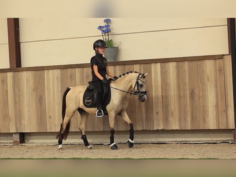 Más caballos centroeuropeos Yegua 4 años 126 cm Buckskin/Bayo in Oost West en Middelbeers