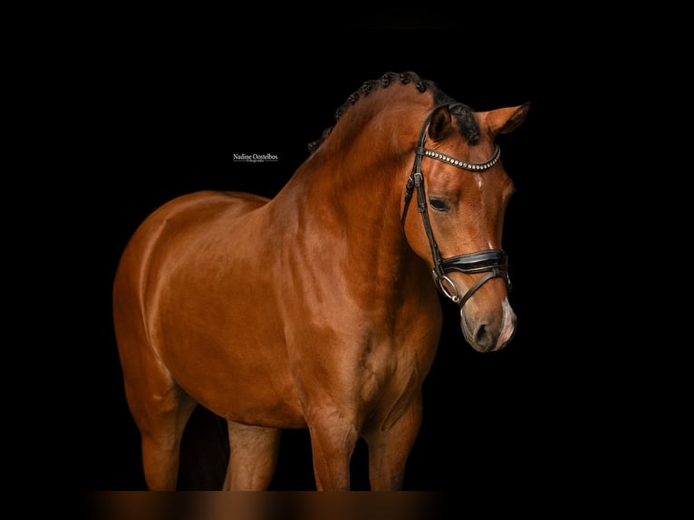 Más caballos centroeuropeos Yegua 4 años 147 cm Castaño in Oost West en Middelbeers