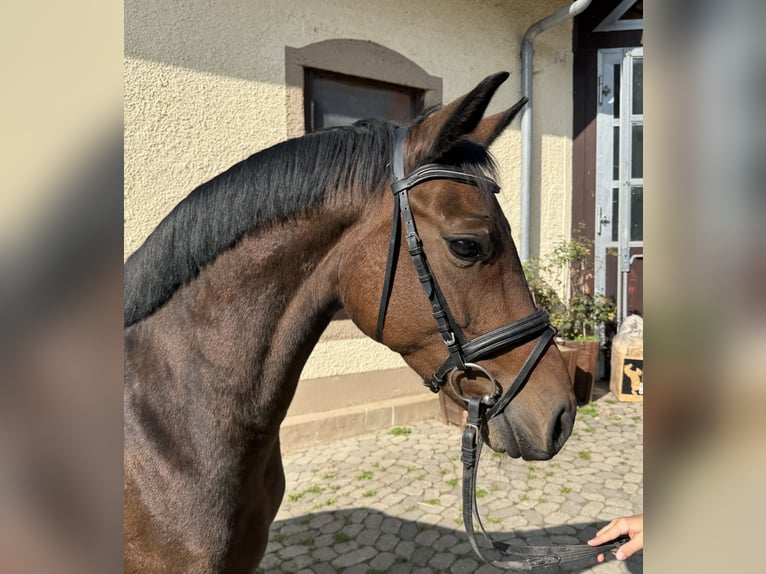 Más caballos centroeuropeos Yegua 4 años 147 cm Castaño oscuro in Kaulille