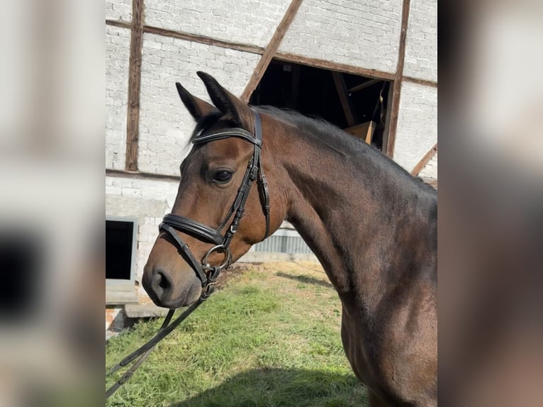 Más caballos centroeuropeos Yegua 4 años 147 cm Castaño oscuro in Kaulille