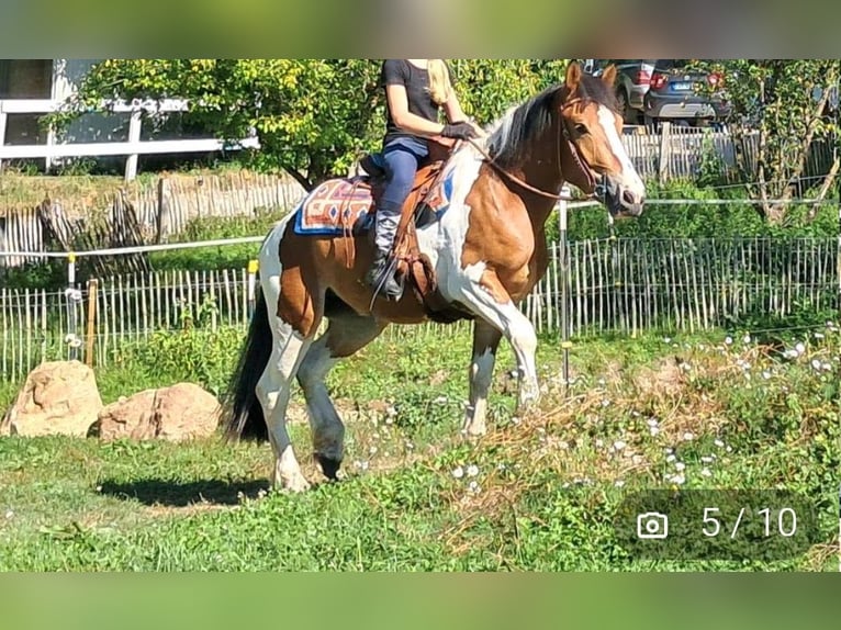 Más caballos centroeuropeos Yegua 4 años 148 cm Pío in Kasendorf