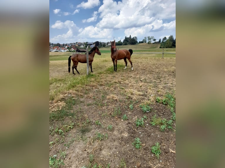 Más caballos centroeuropeos Mestizo Yegua 4 años 152 cm Castaño in Bad Saulgau
