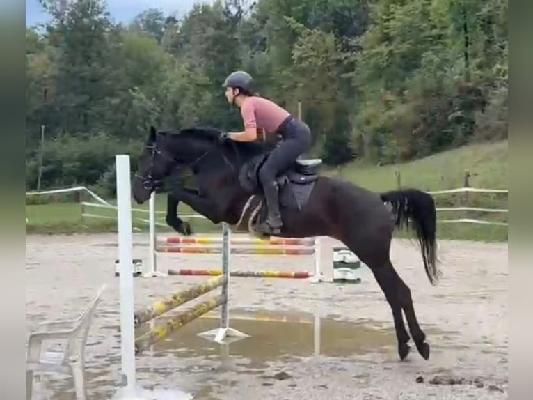 Más caballos centroeuropeos Yegua 4 años 155 cm Negro in Bled