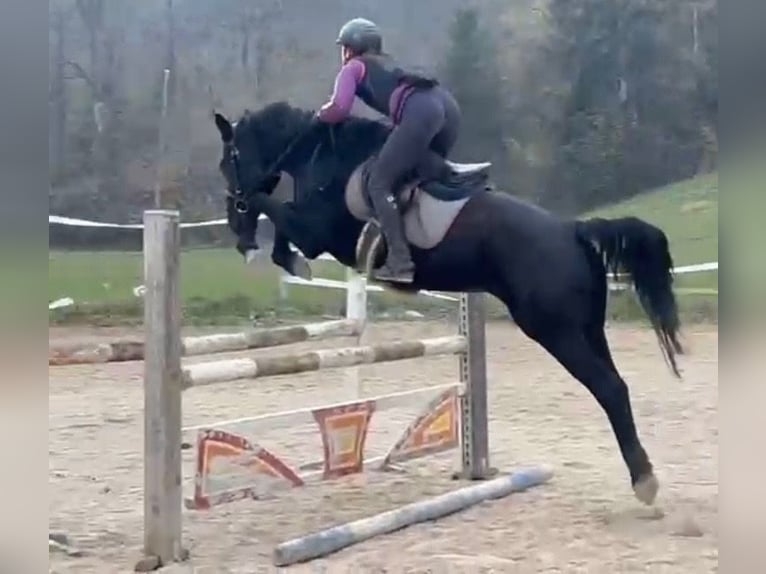 Más caballos centroeuropeos Yegua 4 años 155 cm Negro in Bled