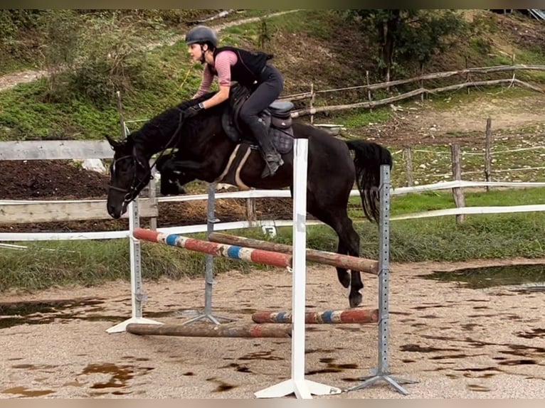 Más caballos centroeuropeos Yegua 4 años 155 cm Negro in Bled