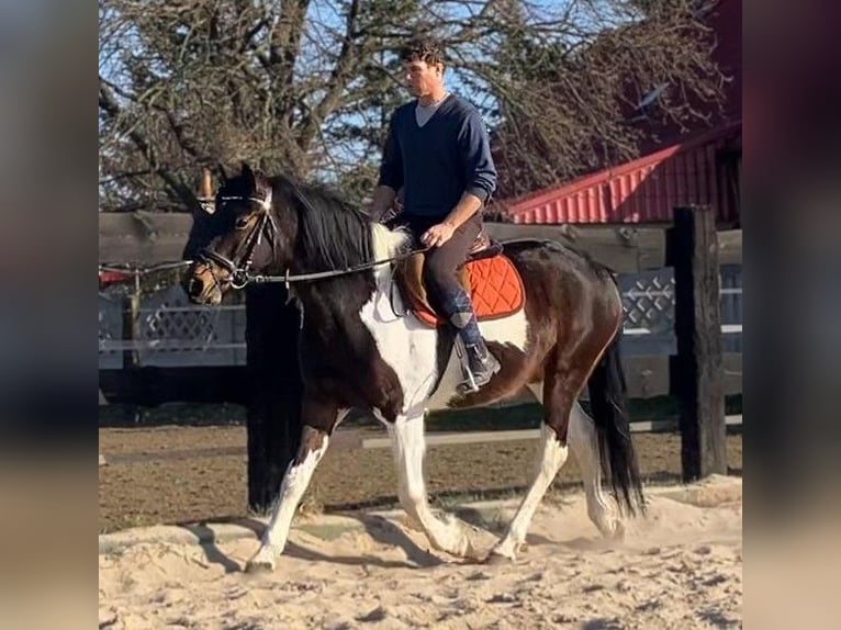 Más caballos centroeuropeos Mestizo Yegua 4 años 155 cm Pío in Görlitz