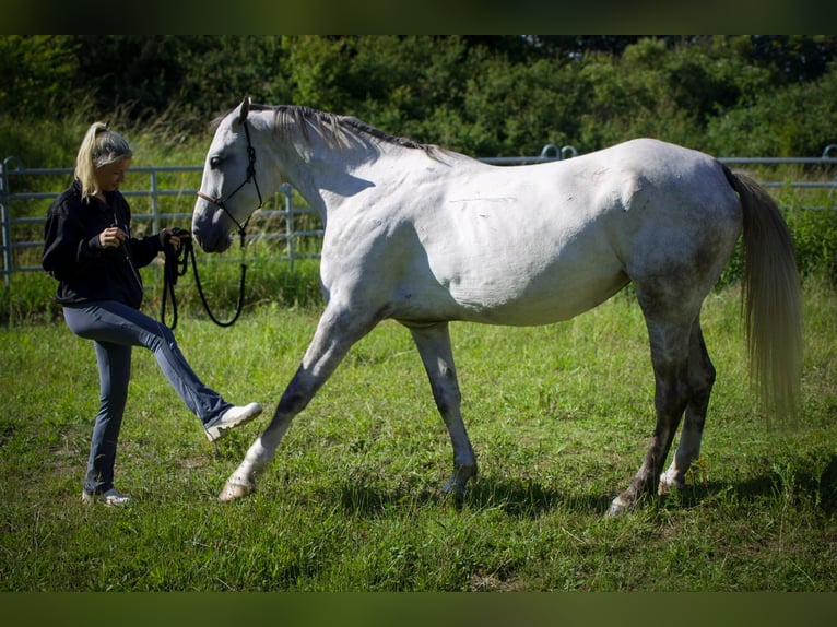 Más caballos centroeuropeos Mestizo Yegua 4 años 156 cm in Stralsund