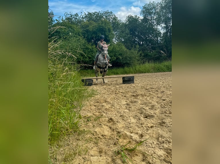 Más caballos centroeuropeos Mestizo Yegua 4 años 156 cm in Stralsund