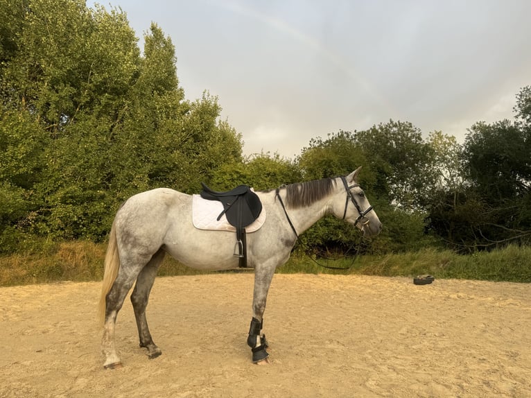 Más caballos centroeuropeos Mestizo Yegua 4 años 156 cm in Stralsund