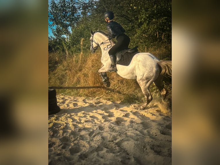 Más caballos centroeuropeos Mestizo Yegua 4 años 156 cm in Stralsund