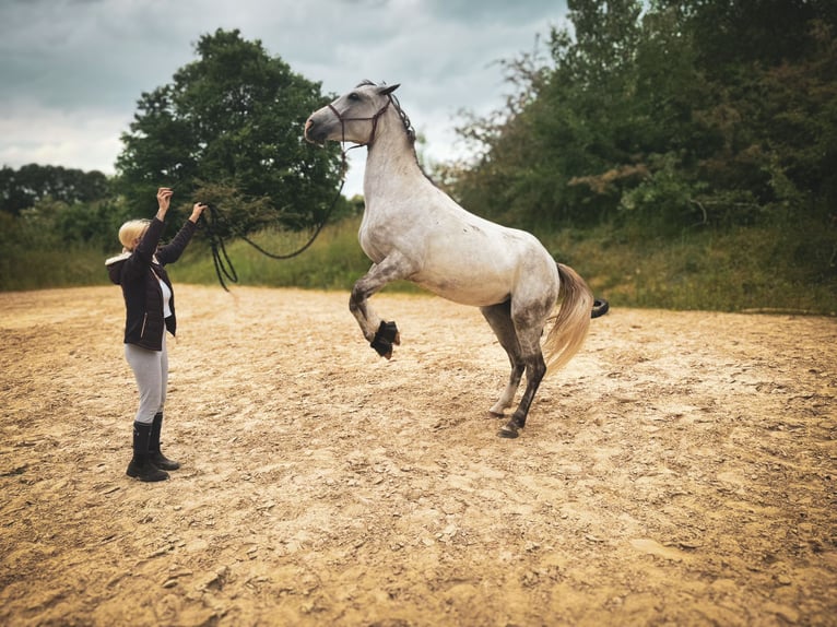 Más caballos centroeuropeos Mestizo Yegua 4 años 156 cm in Stralsund