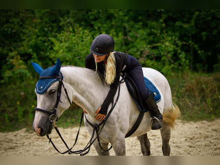 Más caballos centroeuropeos Mestizo Yegua 4 años 156 cm in Stralsund