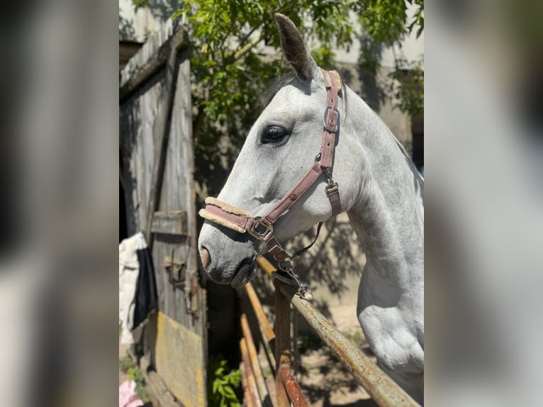 Más caballos centroeuropeos Mestizo Yegua 4 años 156 cm in Stralsund