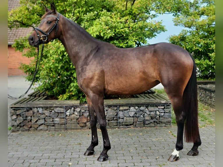 Más caballos centroeuropeos Yegua 4 años 158 cm Castaño oscuro in BROCKUM