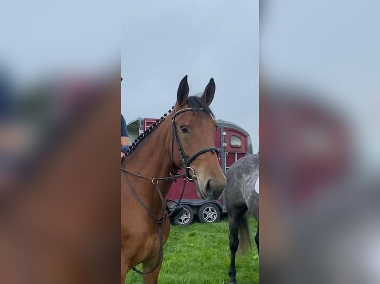 Más caballos centroeuropeos Yegua 4 años 160 cm Castaño rojizo in Waterford