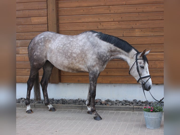 Más caballos centroeuropeos Yegua 4 años 160 cm Tordo rodado in Wartenberg