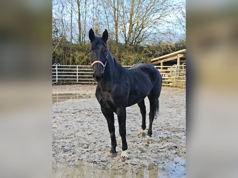 Más caballos centroeuropeos Yegua 4 años 162 cm Negro in H&#xFC;nstetten
