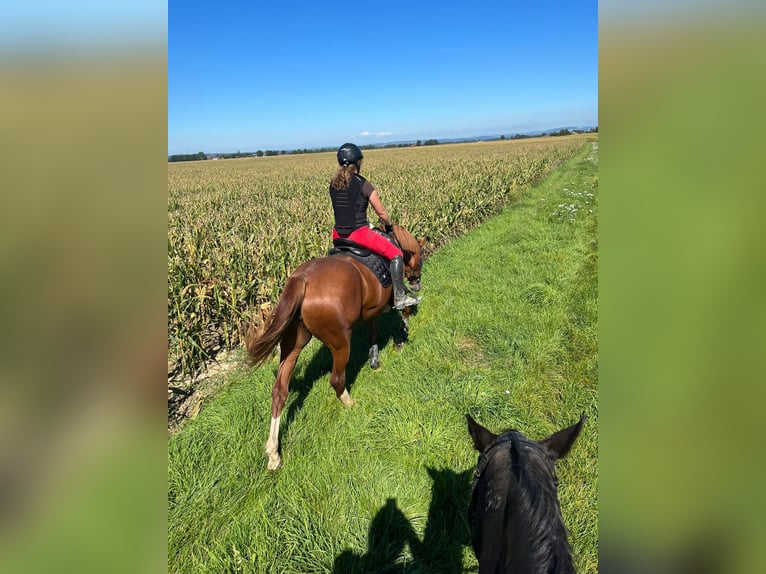 Más caballos centroeuropeos Yegua 4 años 163 cm Alazán in Haarbach