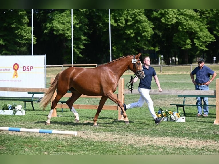 Más caballos centroeuropeos Yegua 4 años 163 cm Alazán in Haarbach