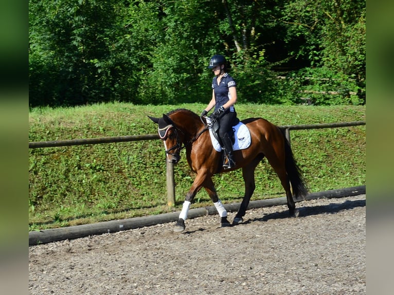 Más caballos centroeuropeos Yegua 4 años 163 cm Castaño in Wellheim