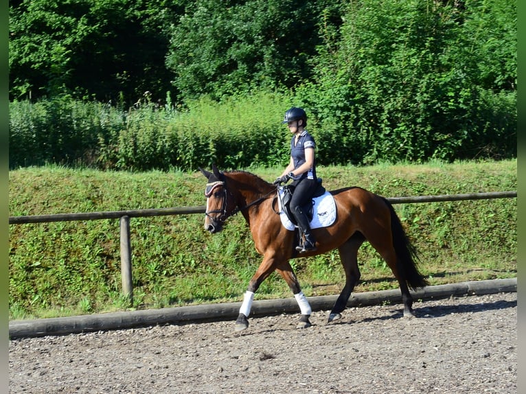 Más caballos centroeuropeos Yegua 4 años 163 cm Castaño in Wellheim